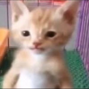 Meet your Posher, Teddy